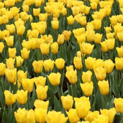 Tulipan Mini Star - opak. 5 szt.