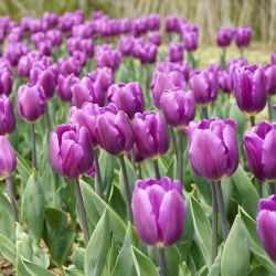 Tulipan Negrita - opak. 5 szt.