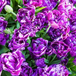 Tulipan Negrita Double - opak. 5 szt.