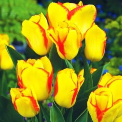 Tulipan Outbreak - opak. 5 szt.