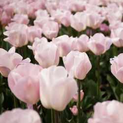 Tulipan Rejoyce - opak. 5 szt.