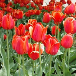 Tulipan Temple of Beauty - opak. 5 szt.