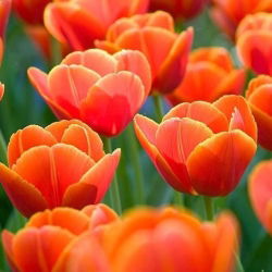 Tulipan Verandi - opak. 5 szt.