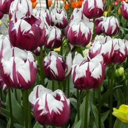 Tulipan Zurel - opak. 5 szt.