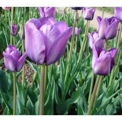 Tulipan Blue Aimable - 5 cebulek
