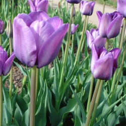 Tulipan Blue Aimable - 5 cebulek