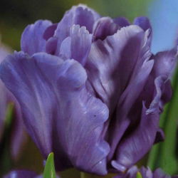 Tulipan papuzi Blue Parrot - 5 cebulek