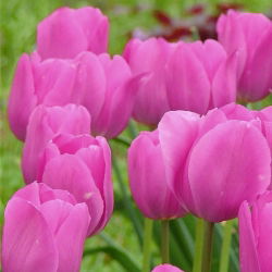 Tulipan Don Quichotte - 5 cebulek