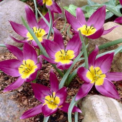 Tulipan botaniczny Eastern Star - 5 cebulek