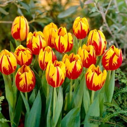 Tulipan Mickey Mouse - 5 cebulek