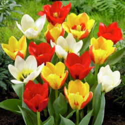 Tulipan botaniczny - niski - kolorowa mieszanka - 5 cebul