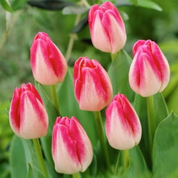 Tulipan Page Polka - opak. 5 szt.