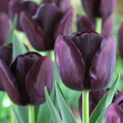 Tulipan Queen of Night - 5 cebulek