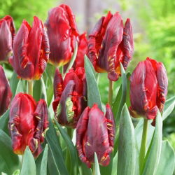 Tulipan Rococo  - 5 cebulek