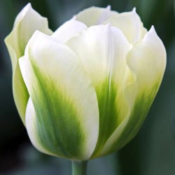 Tulipan Spring Green - 5 cebulek