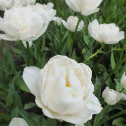 Tulipan Mount Tacoma - 5 cebulek