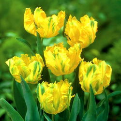 Tulipan papuzi Texas Gold - 5 cebulek