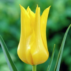 Tulipan West Point  - 5 cebulek