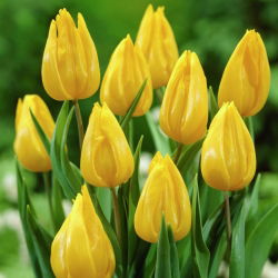 Tulipan Yokohama - 5 cebulek