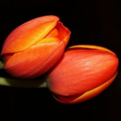 Tulipan pomarańczowy Orange - 5 cebulek
