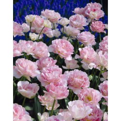 Tulipan Angelique - 5 cebulek