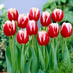 Tulipan Leen van der Mark - 5 cebulek