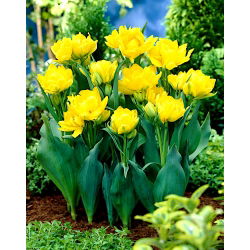 Tulipan Monte Carlo - 5 cebulek
