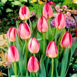 Tulipan Judith Leyster - opak. 5 szt.