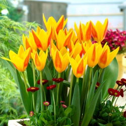 Tulipan Giuseppe Verdi - opak. 5 szt.