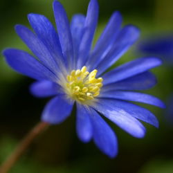 Zawilec grecki - Blue Shades - 8 szt.