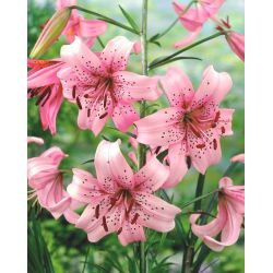 Lilia tygrysia - Pink Tiger - 1 cebula