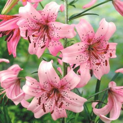 Lilia tygrysia - Pink Tiger - 1 cebula