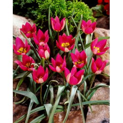 Tulipan Persian Pearl - opak. 5 szt.