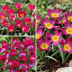 Tulipan botaniczny - zestaw odmian w odcieniach fioletu i różu - 30 szt.