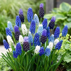 Szafirek - Muscari - zestaw kolorowych odmian - 160 szt.