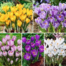 Krokus wielkokwiatowy - 5 odmian - 100 szt.
