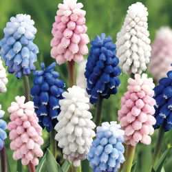 Szafirek - Muscari - zestaw czterech kolorowych odmian - 60 szt.