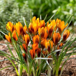 Krokus Orange Monarch - 10 szt.