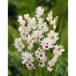 Ixia - Iksja Giant - 25 szt.