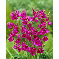 Ixia - Iksja Mabel - 25 szt.