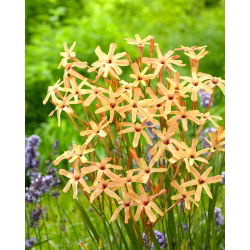 Ixia - Iksja Paniculata Eos - 25 szt.