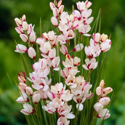 Ixia - Iksja Spotlight - 25 szt.
