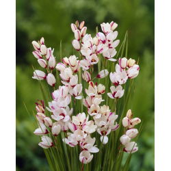 Ixia - Iksja Spotlight - 25 szt.