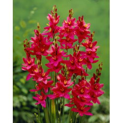 Ixia - Iksja Venus - 25 szt.