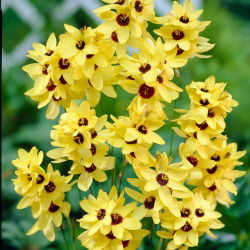 Ixia - Iksja Yellow Emperor - 25 szt.
