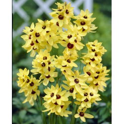 Ixia - Iksja Yellow Emperor - 25 szt.