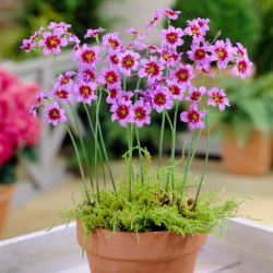 Leucocoryne purpurea Andes - 10 szt.