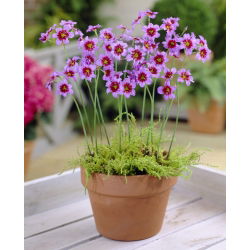 Leucocoryne purpurea Andes - 10 szt.