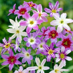 Leucocoryne Mix - 10 szt.