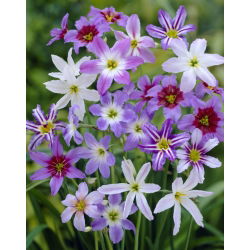 Leucocoryne Mix - 10 szt.